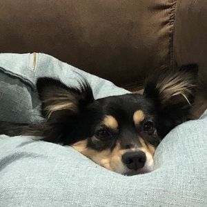 Meet your Posher, Jodi